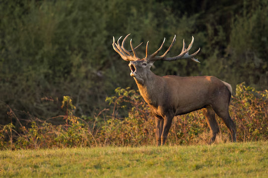 Free-Range Red Stag Hunt (South Island, New Zealand)