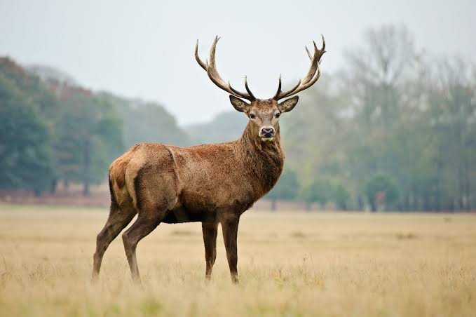 Red Stag & Bull Tahr (South Island, New Zealand)