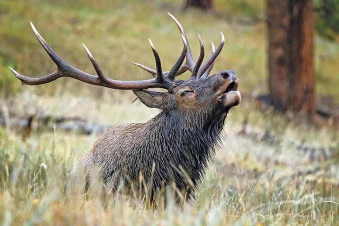 Bull Elk Hunt (New Zealand)
