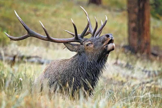 Bull Elk Hunt (New Zealand)