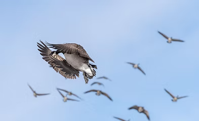 Standard Waterfowl Package (Saskatchewan, Canada)